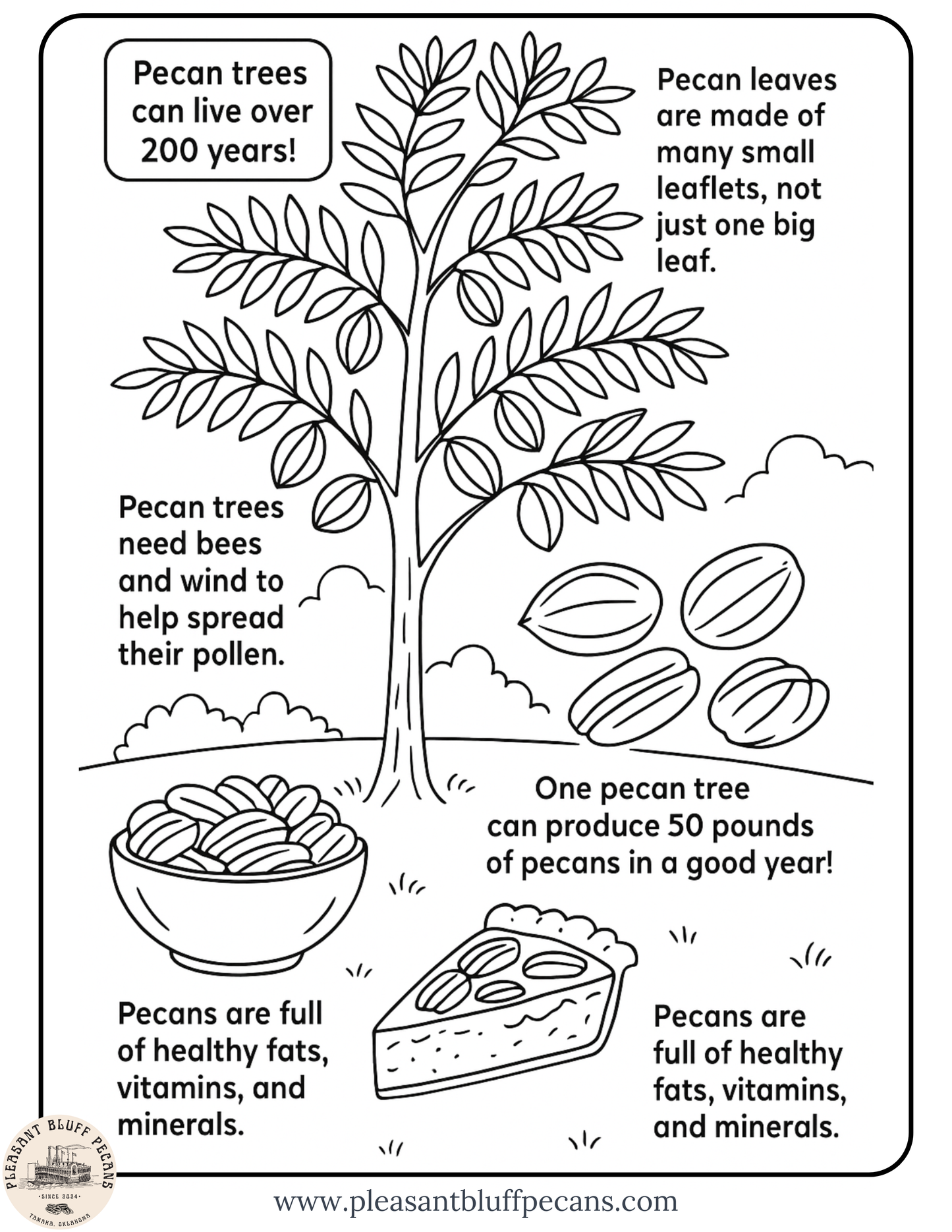 Tree and Nut Facts - Coloring Sheet