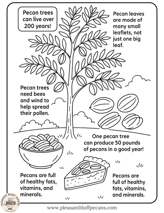 Tree and Nut Facts - Coloring Sheet
